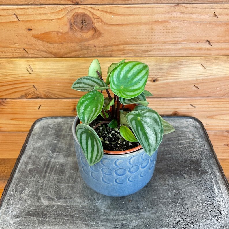 Wonderful Peperomia Watermelon Garden Plant