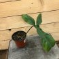 Wonderful Philodendron 69686 Garden Plant