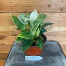 Wonderful Philodendron Birkin Garden Plant