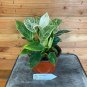 Wonderful Philodendron Birkin Garden Plant