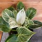 Wonderful Philodendron Birkin Garden Plant