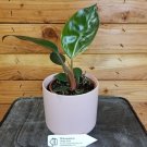 Wonderful Philodendron Birkin Pink Garden Plant