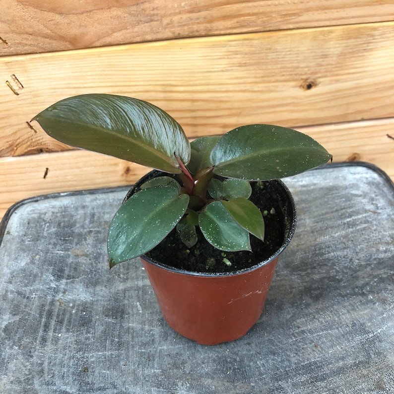 Wonderful Philodendron Black Cardinal Garden Plant