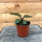 Wonderful Philodendron Black Cardinal Garden Plant