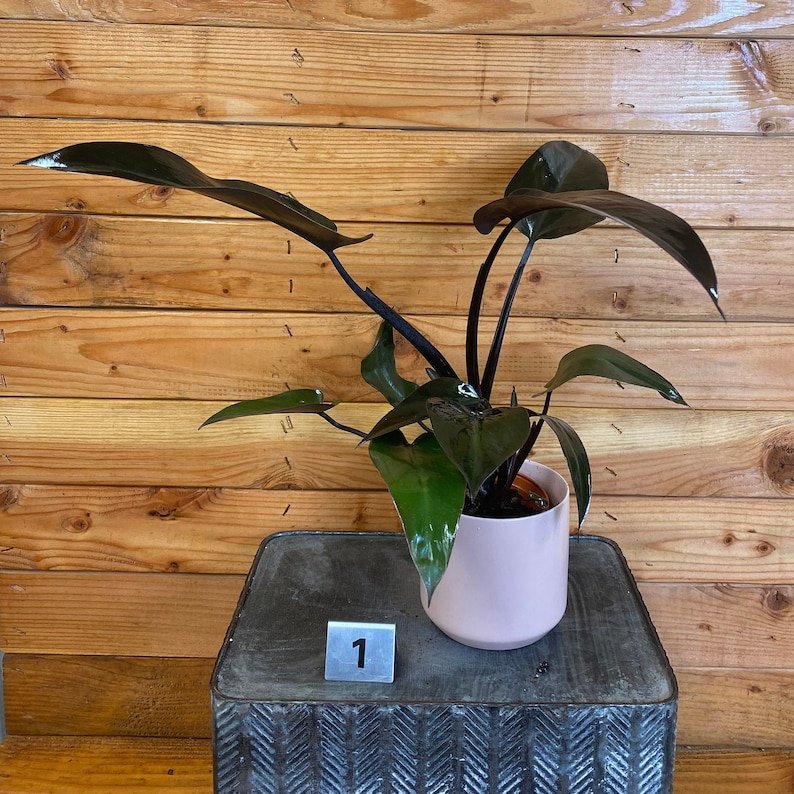 Wonderful Philodendron Bloody Mary Garden Plant