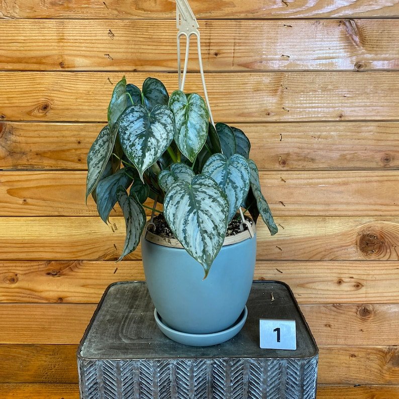 Wonderful Philodendron Brandtianum Garden Plant