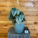 Wonderful Philodendron Brandtianum Garden Plant
