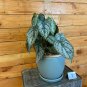 Wonderful Philodendron Brandtianum Garden Plant