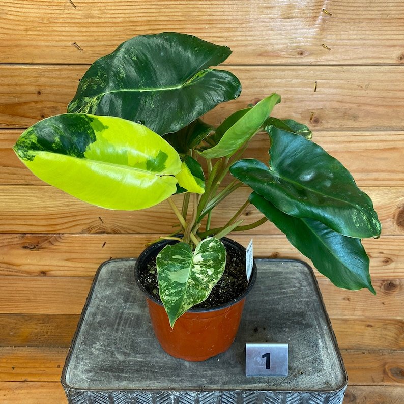 Wonderful Philodendron Burle Marx Variegated Garden Plant