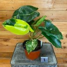 Wonderful Philodendron Burle Marx Variegated Garden Plant