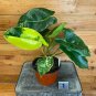 Wonderful Philodendron Burle Marx Variegated Garden Plant