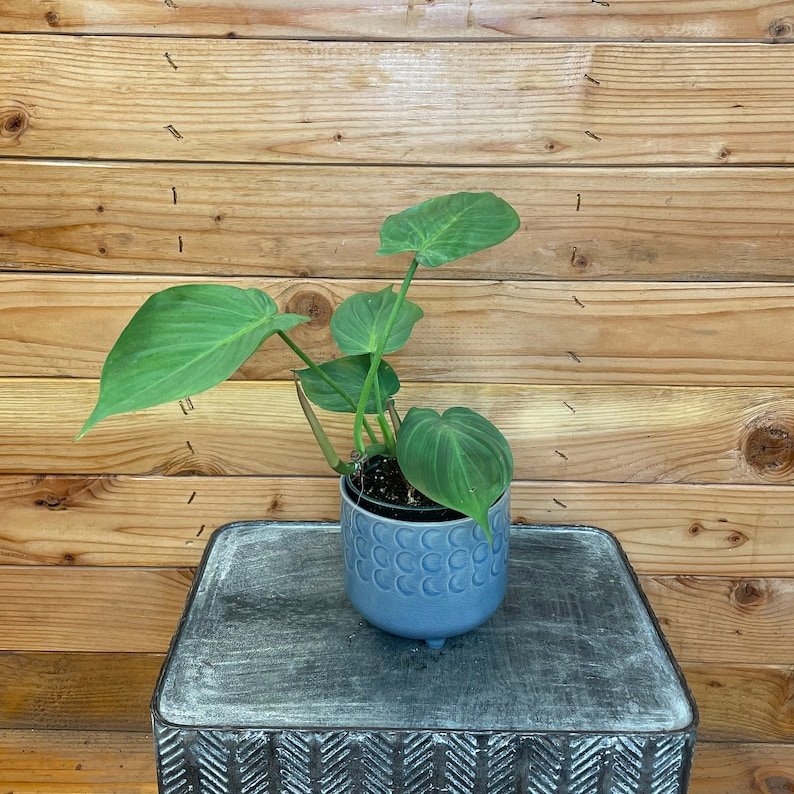 Wonderful Philodendron Camposportoanum Garden Plant