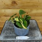Wonderful Philodendron Cordatum Silver Stripe Garden Plant