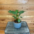 Wonderful Philodendron Deja Vu Garden Plant