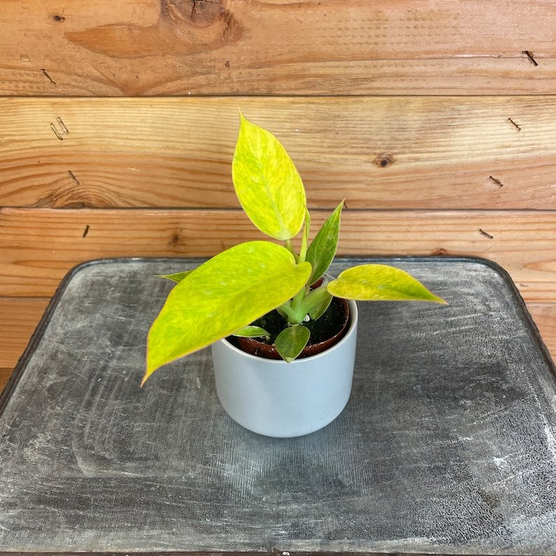 Wonderful Philodendron Domesticum Calkins Gold Garden Plant