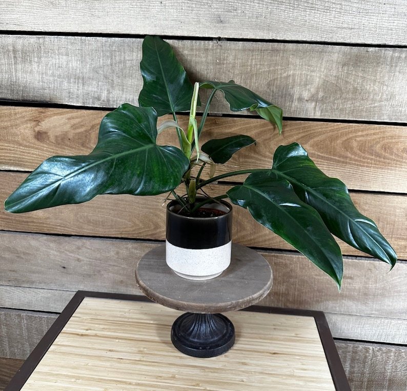 Wonderful Philodendron Domesticum Reverted Garden Plant