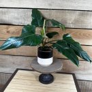 Wonderful Philodendron Domesticum Reverted Garden Plant