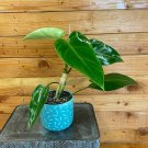 Wonderful Philodendron Emerald Duke Garden Plant