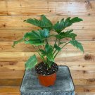 Wonderful Philodendron Enzi Garden Plant