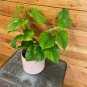 Wonderful Philodendron Fibraecataphyllum Peru Garden Plant