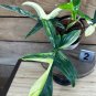 Wonderful Philodendron Florida Beauty Garden Plant