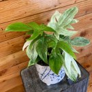 Wonderful Philodendron Florida Ghost Garden Plant