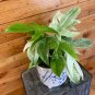 Wonderful Philodendron Florida Ghost Garden Plant