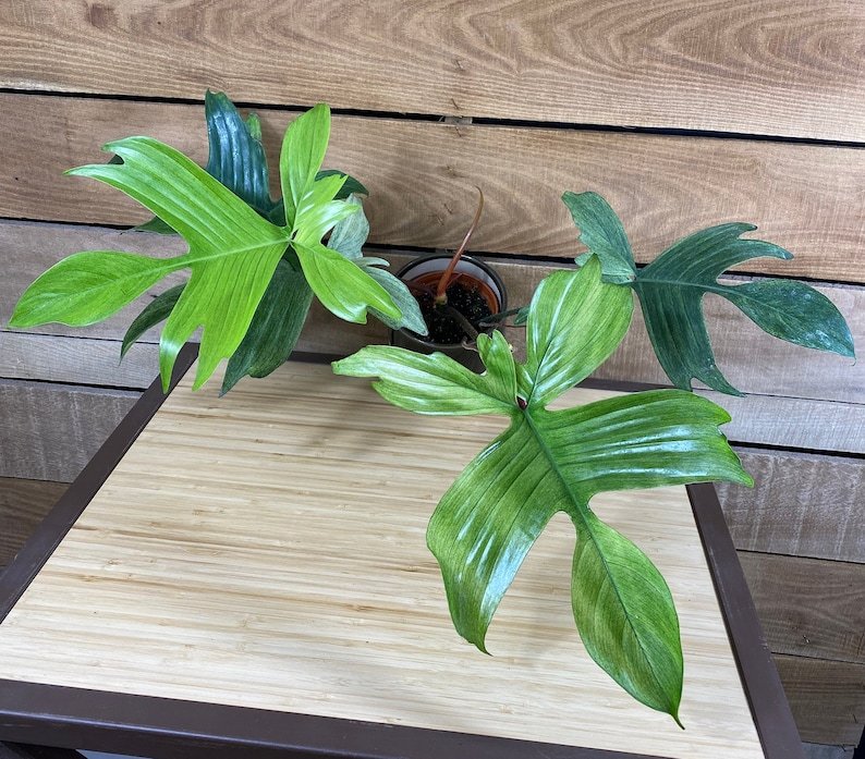 Wonderful Philodendron Florida Ghost Mint Garden Plant