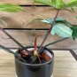 Wonderful Philodendron Florida Ghost Mint Garden Plant