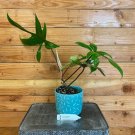 Wonderful Philodendron Florida Green Garden Plant