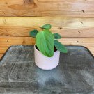 Wonderful Philodendron Fuzzy Petiole Garden Plant