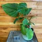 Wonderful Philodendron Fuzzy Petiole Variegated Garden Plant