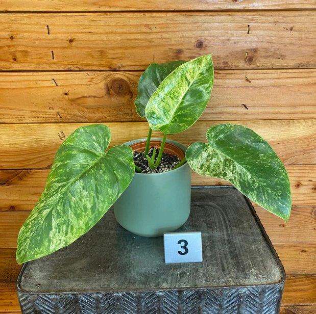 Wonderful Philodendron Giganteum Variegated Garden Plant