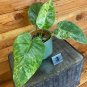 Wonderful Philodendron Giganteum Variegated Garden Plant