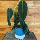 Wonderful Philodendron Gigas Garden Plant