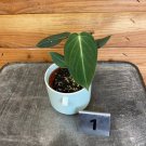 Wonderful Philodendron Gloriosum Garden Plant