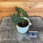 Wonderful Philodendron Gloriosum Garden Plant