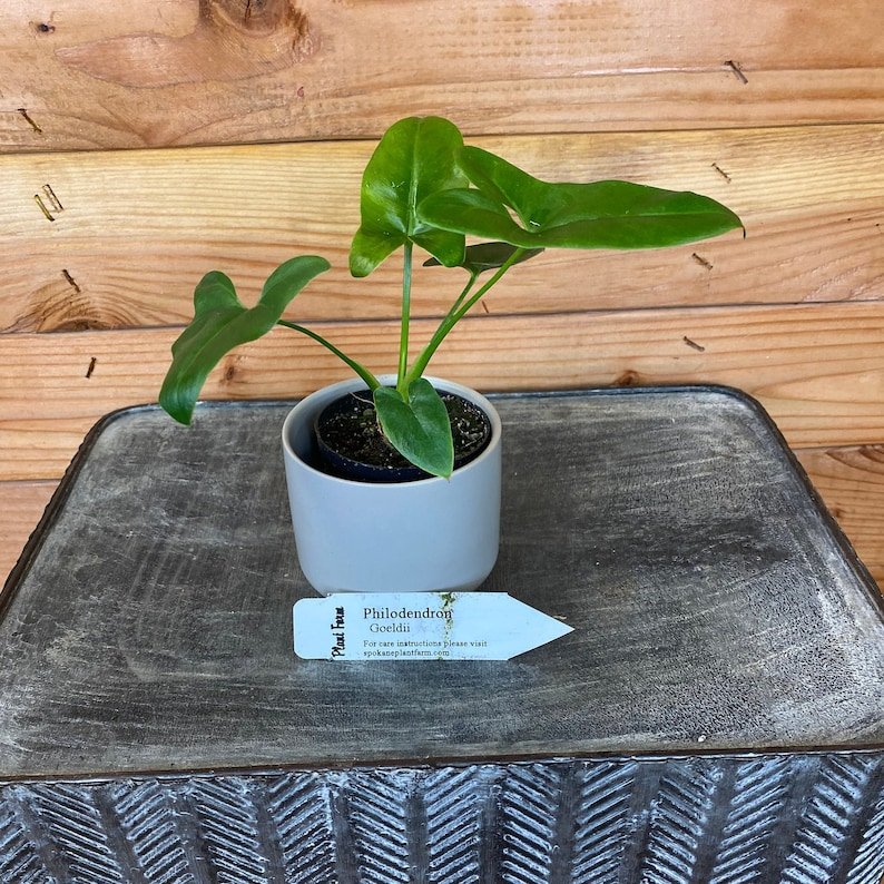 Wonderful Philodendron Goeldii Garden Plant