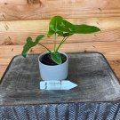 Wonderful Philodendron Goeldii Garden Plant
