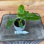 Wonderful Philodendron Goeldii Garden Plant
