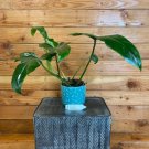 Wonderful Philodendron Green Dragon Garden Plant