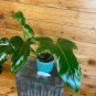 Wonderful Philodendron Green Dragon Garden Plant