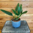 Wonderful Philodendron Guttiferum Garden Plant