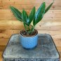 Wonderful Philodendron Guttiferum Garden Plant
