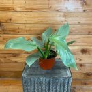 Wonderful Philodendron Hastatum Silver Sword Garden Plant