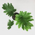 Wonderful Philodendron Hope Garden Plant