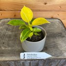 Wonderful Philodendron Imperial Golden Garden Plant