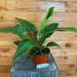 Wonderful Philodendron Imperial Green Garden Plant