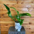 Wonderful Philodendron Jerry Horne Garden Plant