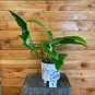 Wonderful Philodendron Jerry Horne Garden Plant